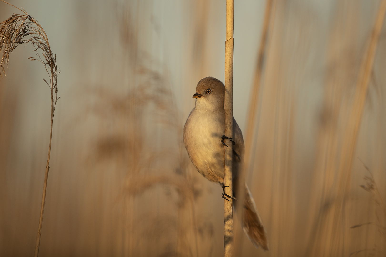 Pia Schrader (Denmark) Morning light